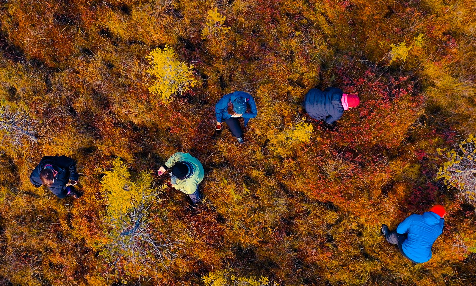 Ilmakuva luontokävelyyn osallistuvista suolla