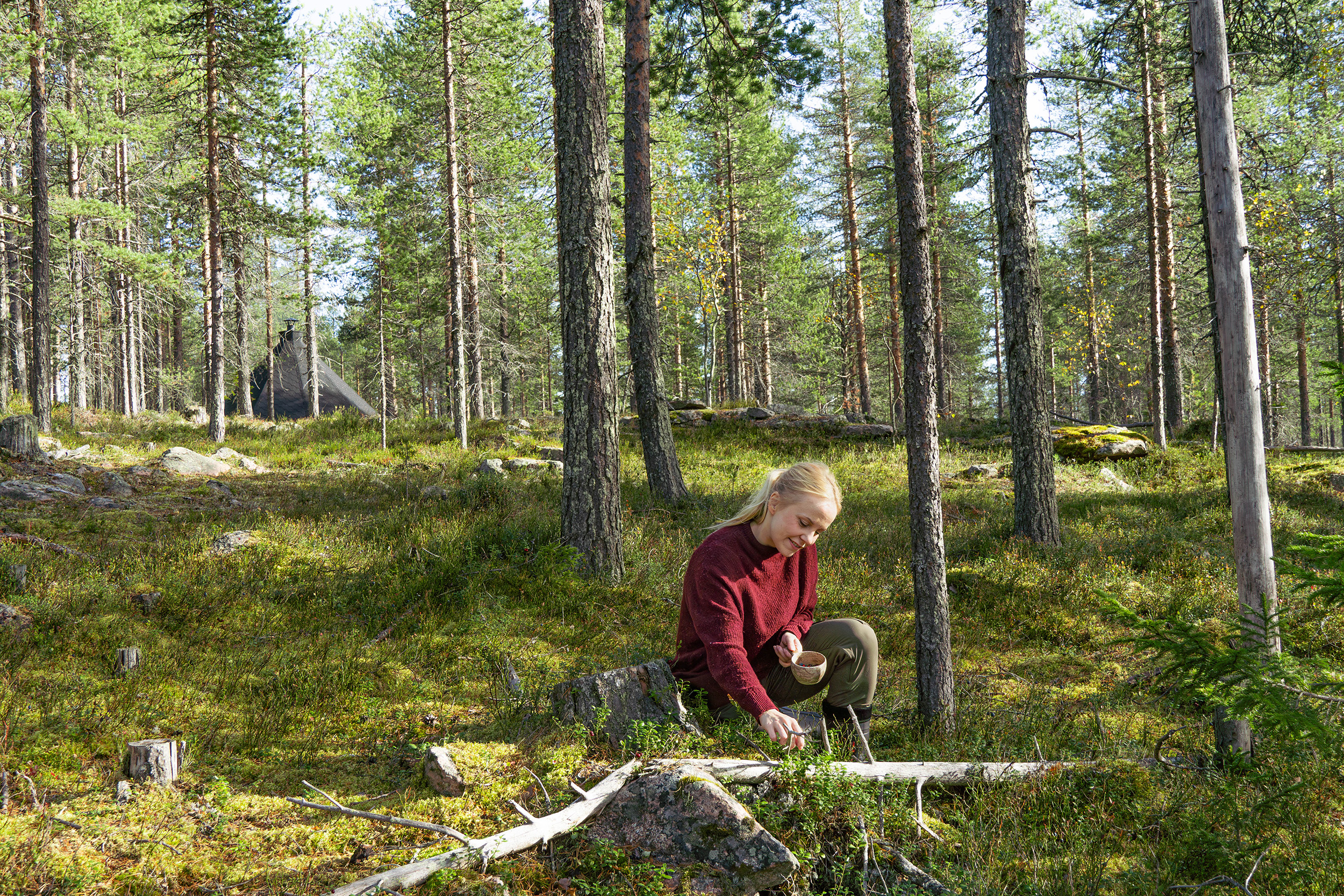 Luontokävely aktiviteetti: nainen suomalaisessa metsässä poimii marjoja kuksaan