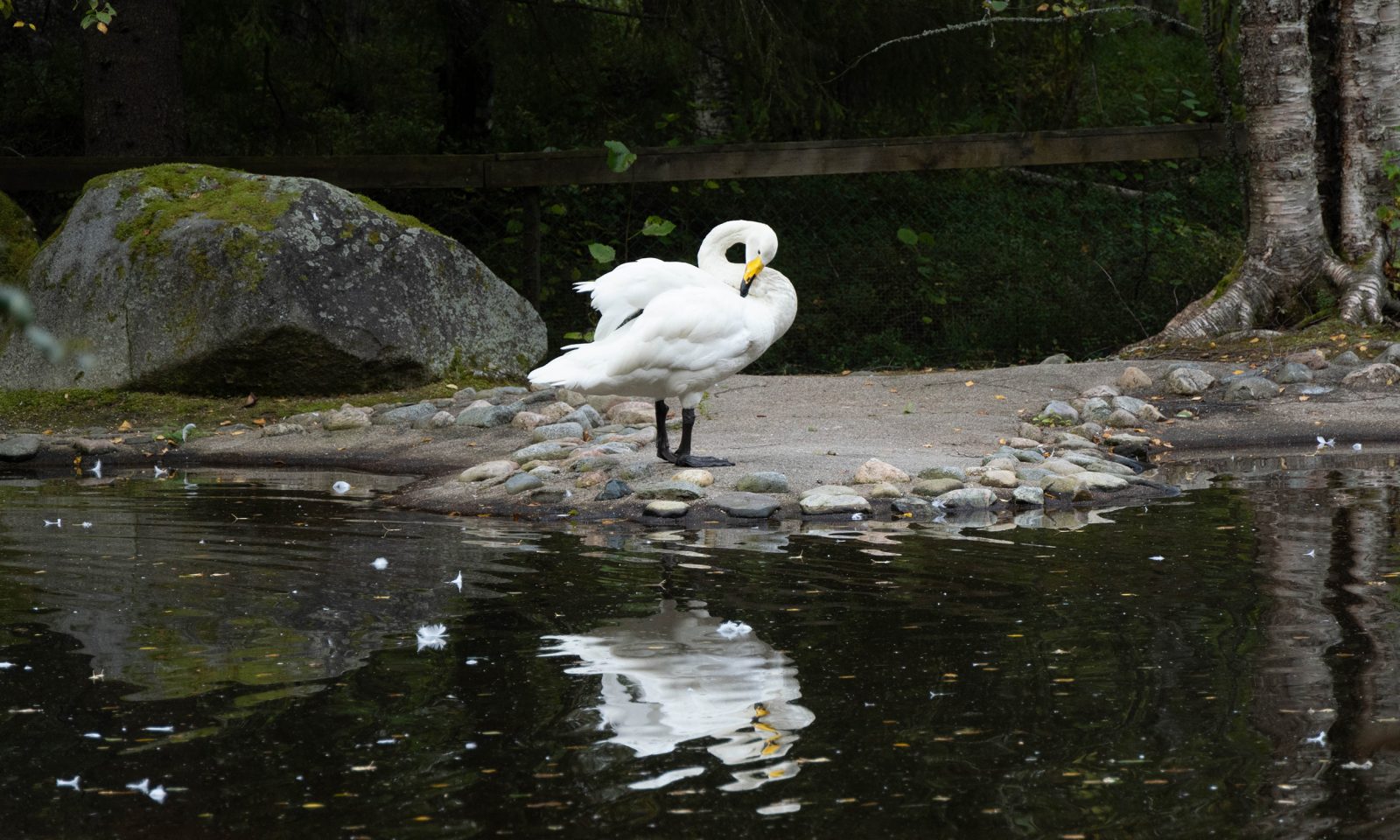 Joutsen Ranuan eläinpuistossa syksyllä