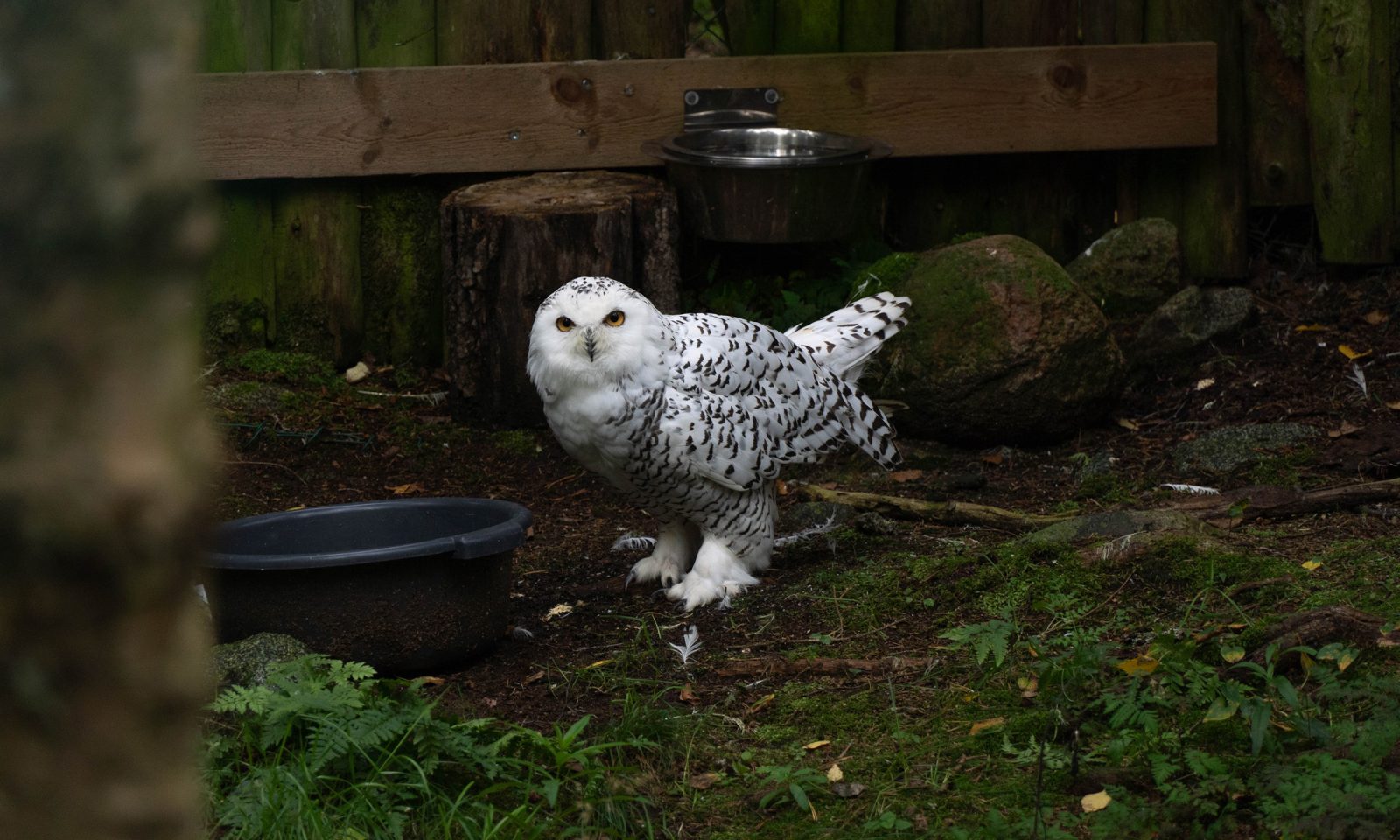 Pöllö Ranuan eläinpuistossa