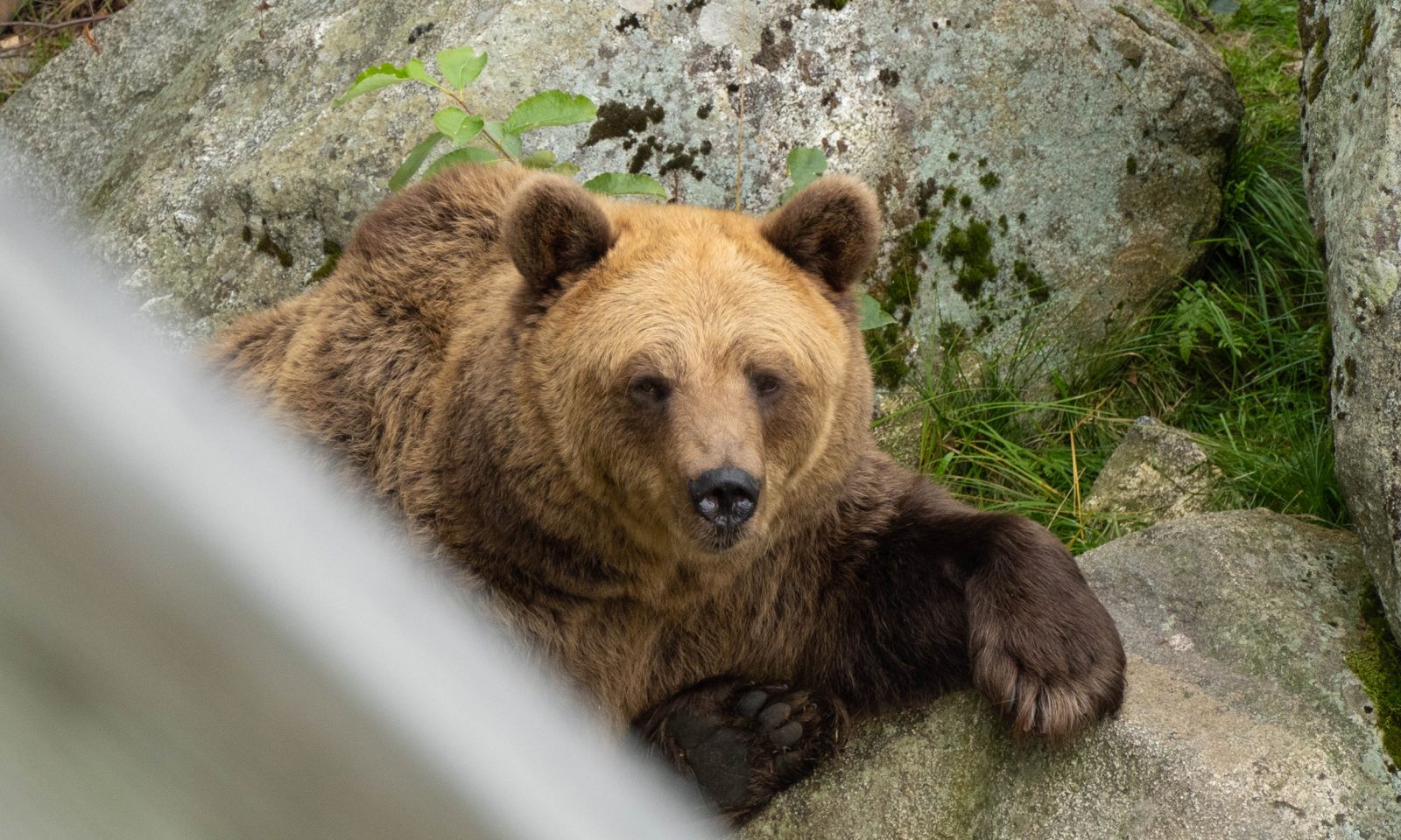 Karhu Ranuan eläinpuistossa syksyllä