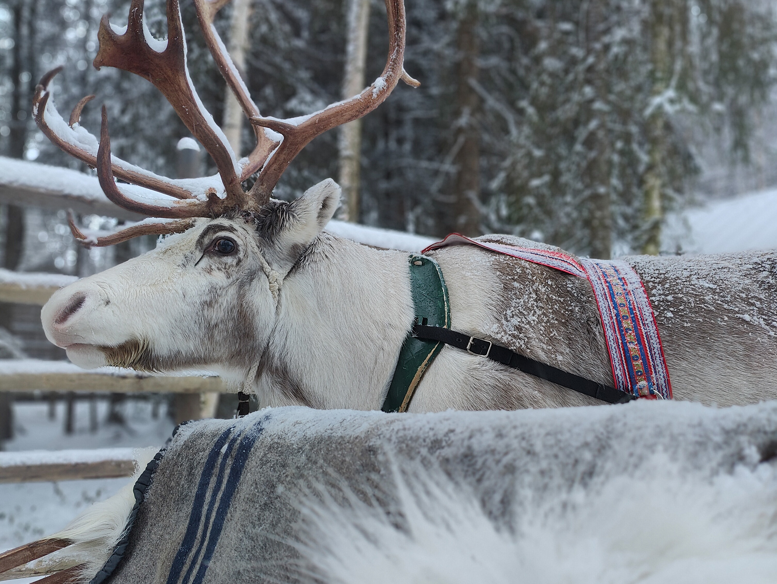 Vierailu perinteiselle porotilalle Rovaniemi