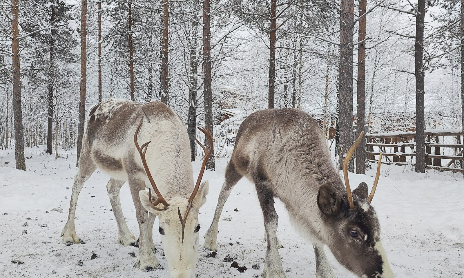 Reindeers