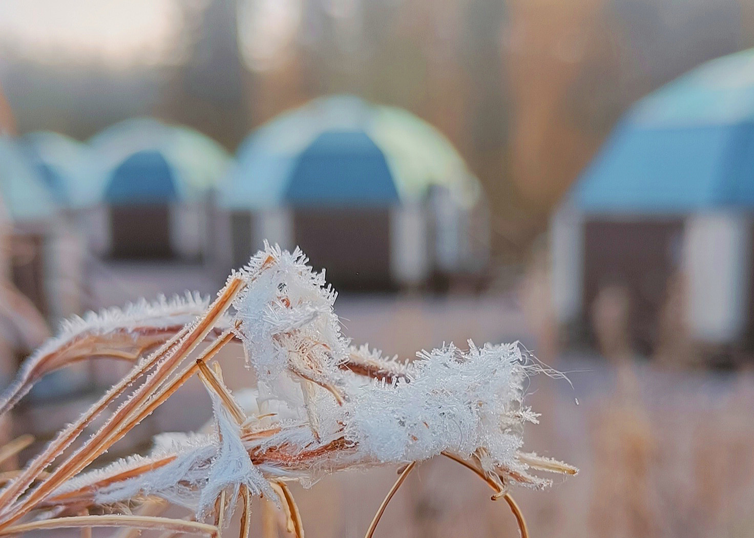 Kuuraa heinien päällä ja lasi-iglut taustalla