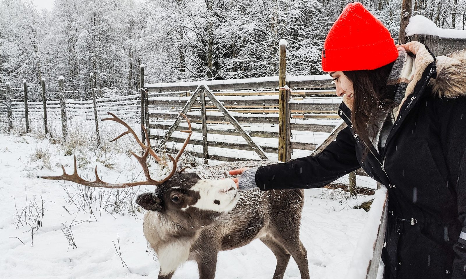 Nainen silittää poroa porotilavierailulla