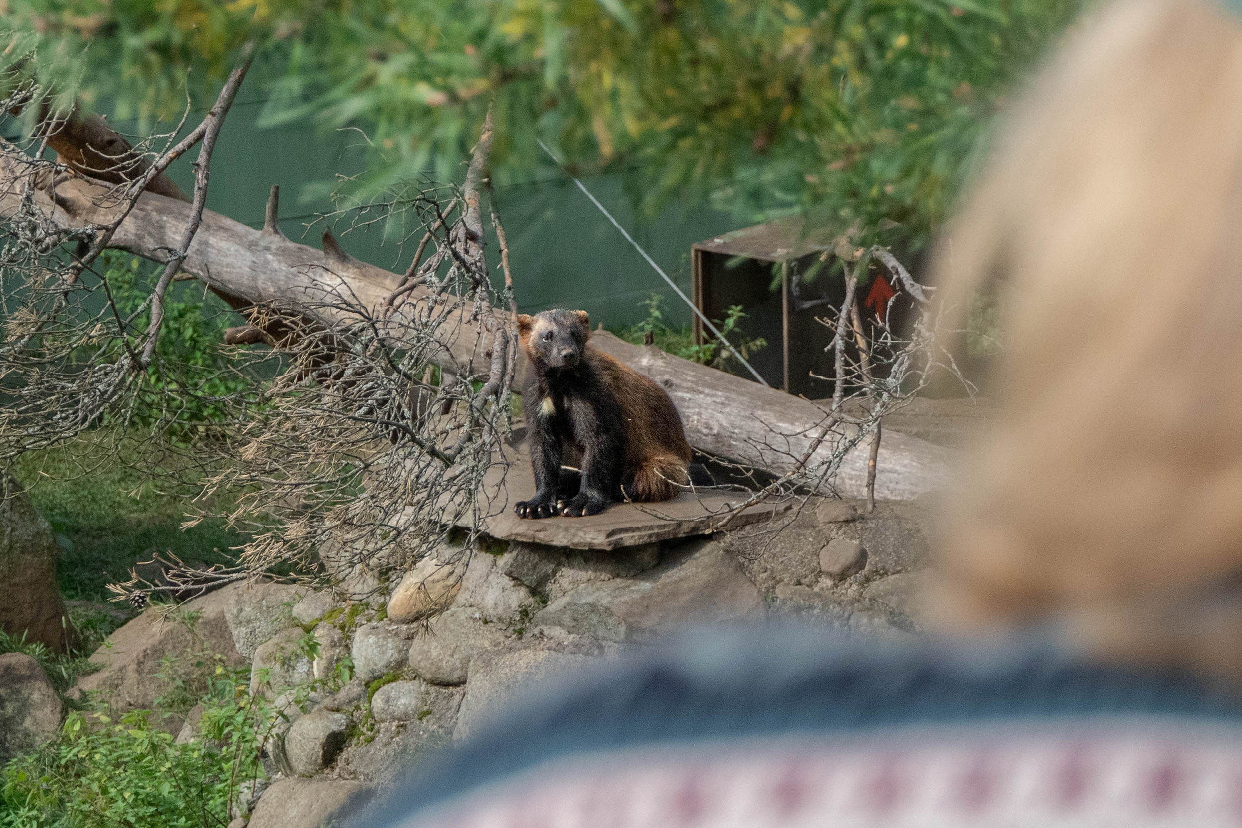 Visit to Ranua wildlife park