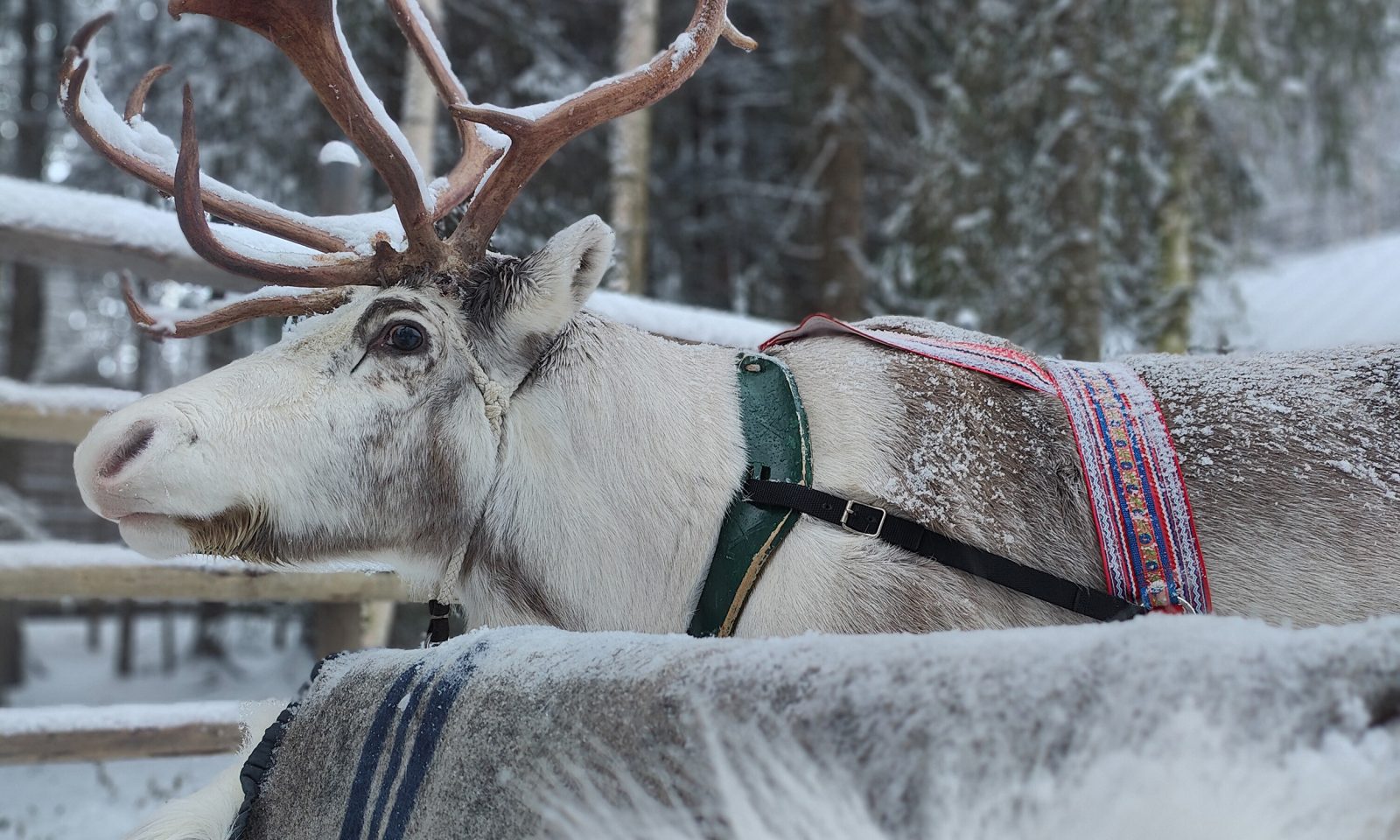 Visit to Reindeer farm