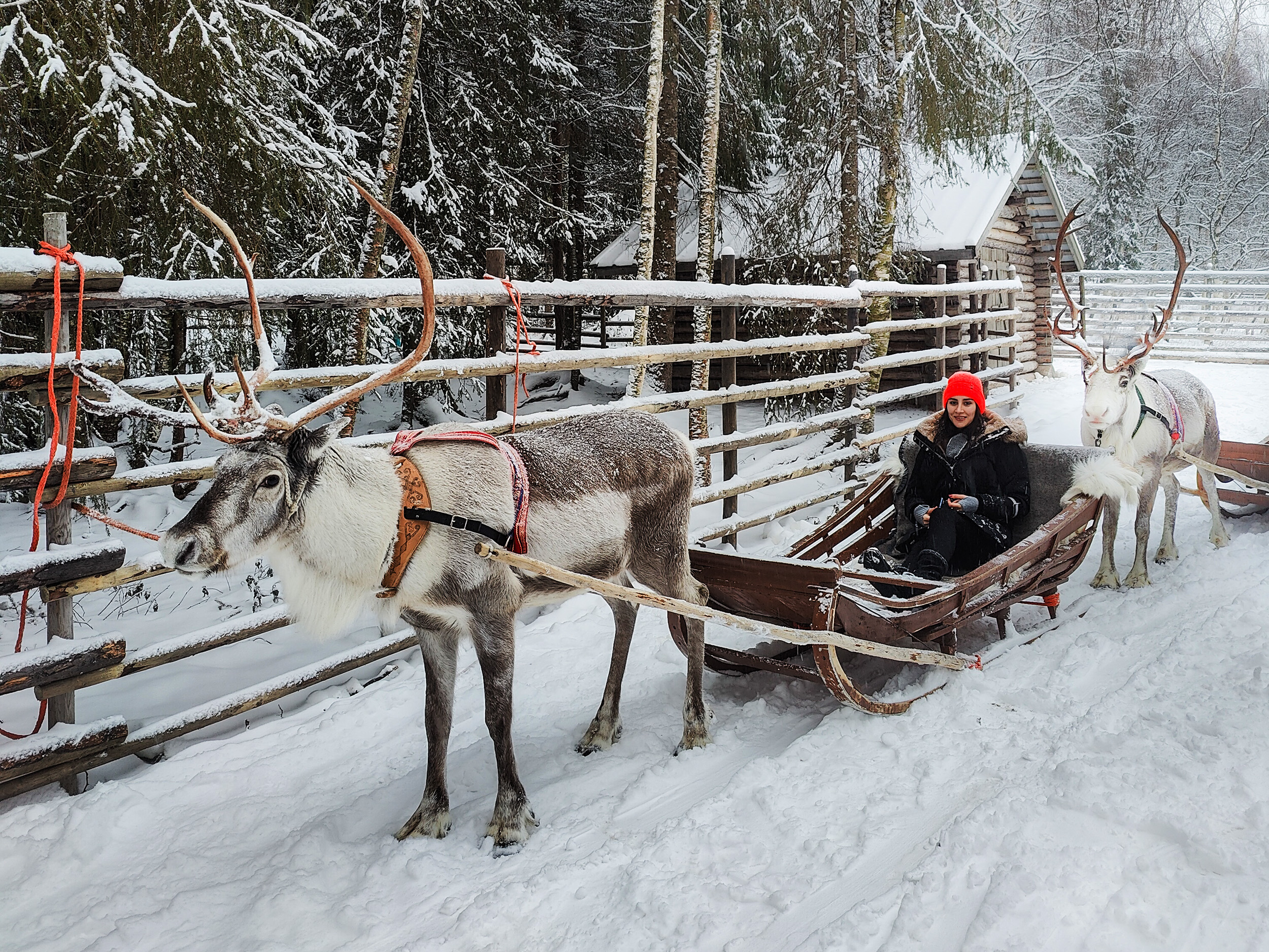 Visit to a reindeer farm and a sleigh ride