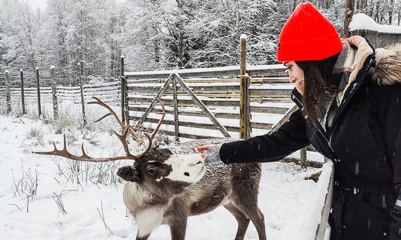 A person petting a reindeer during visit to a reindeer farm