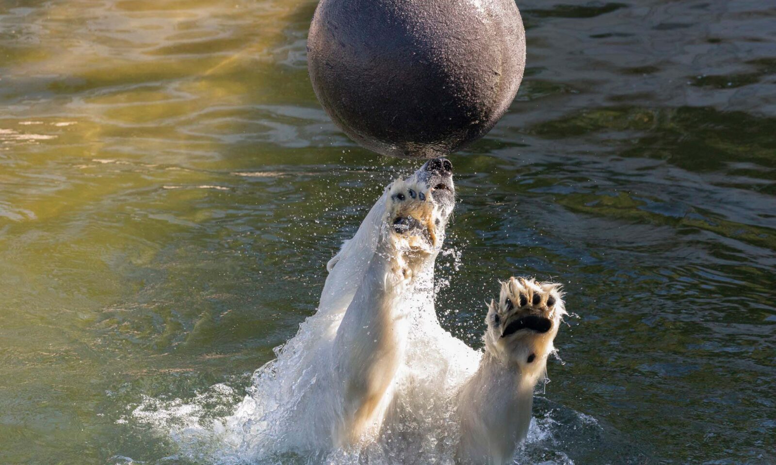 A polar bear in Ranua wildlife park