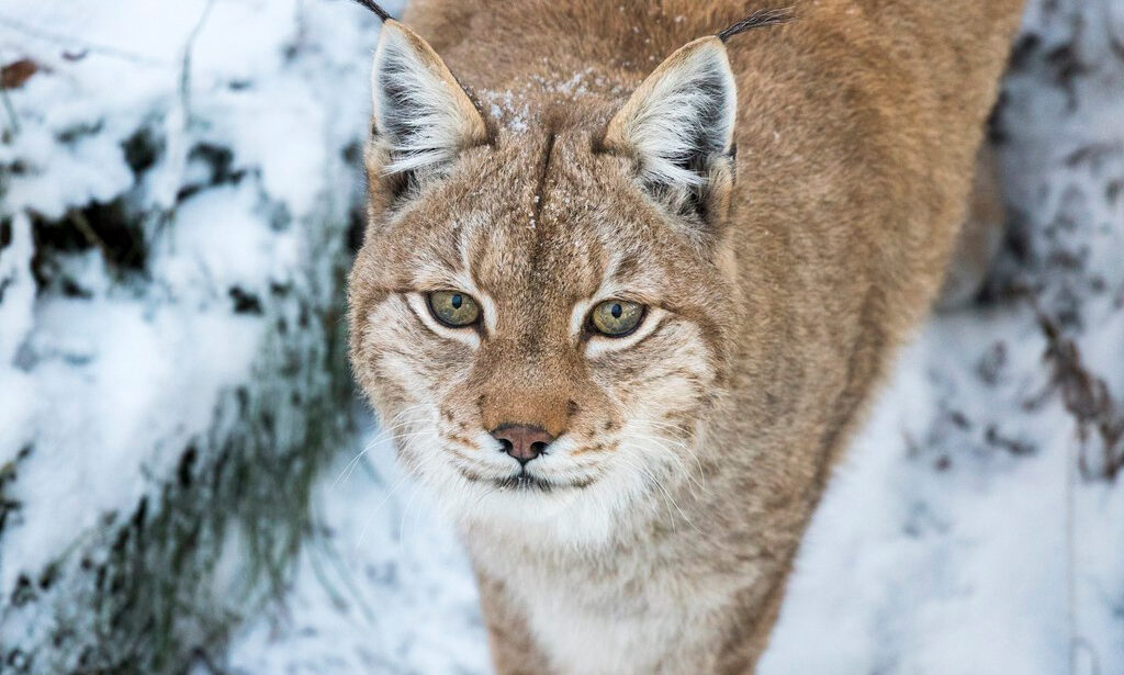 Lynx