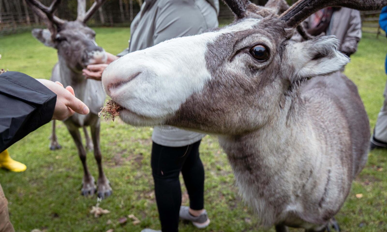 Vierailijat syöttävät poroille jäkälää