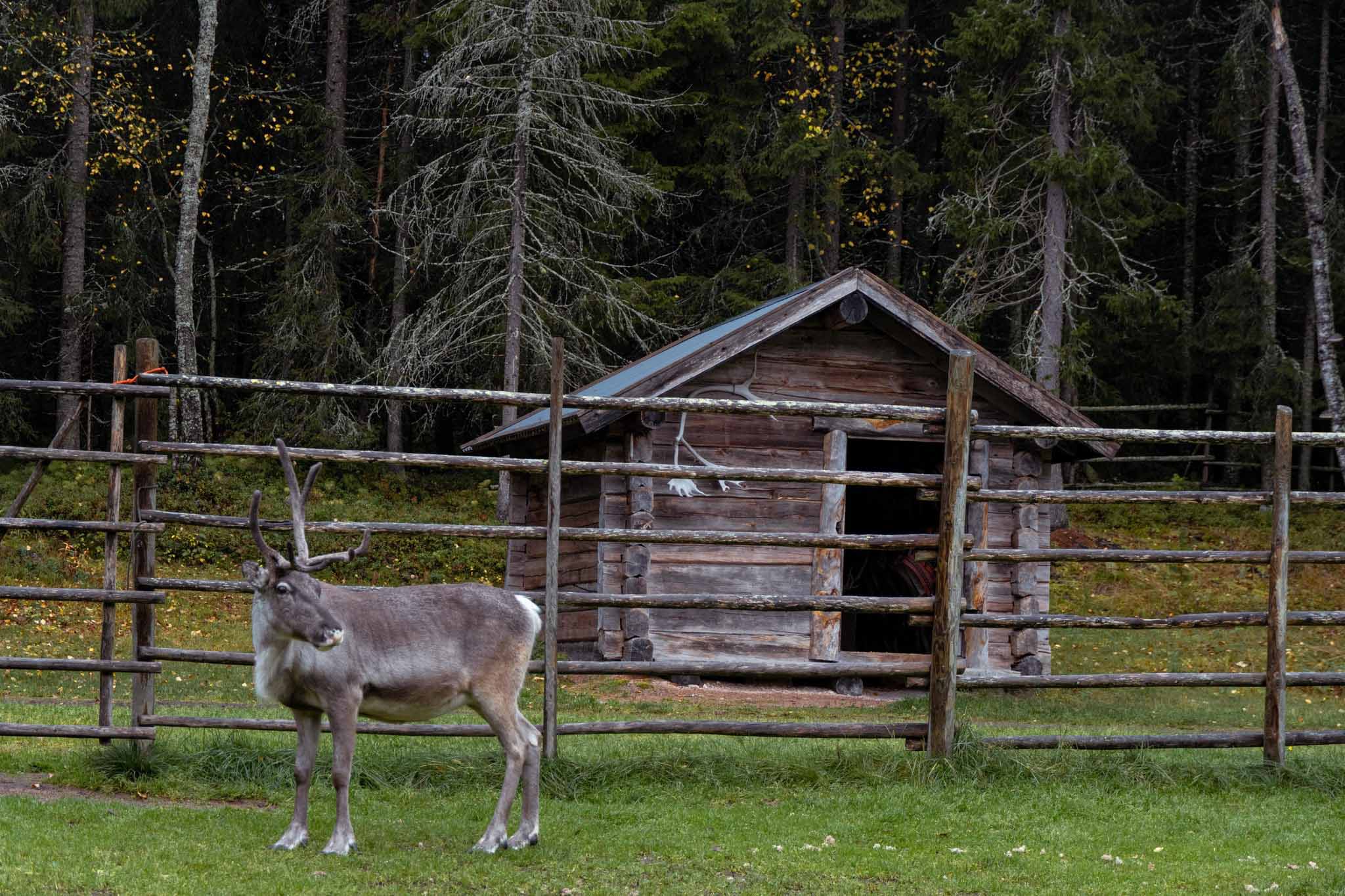 Reindeer, fence, and shed.