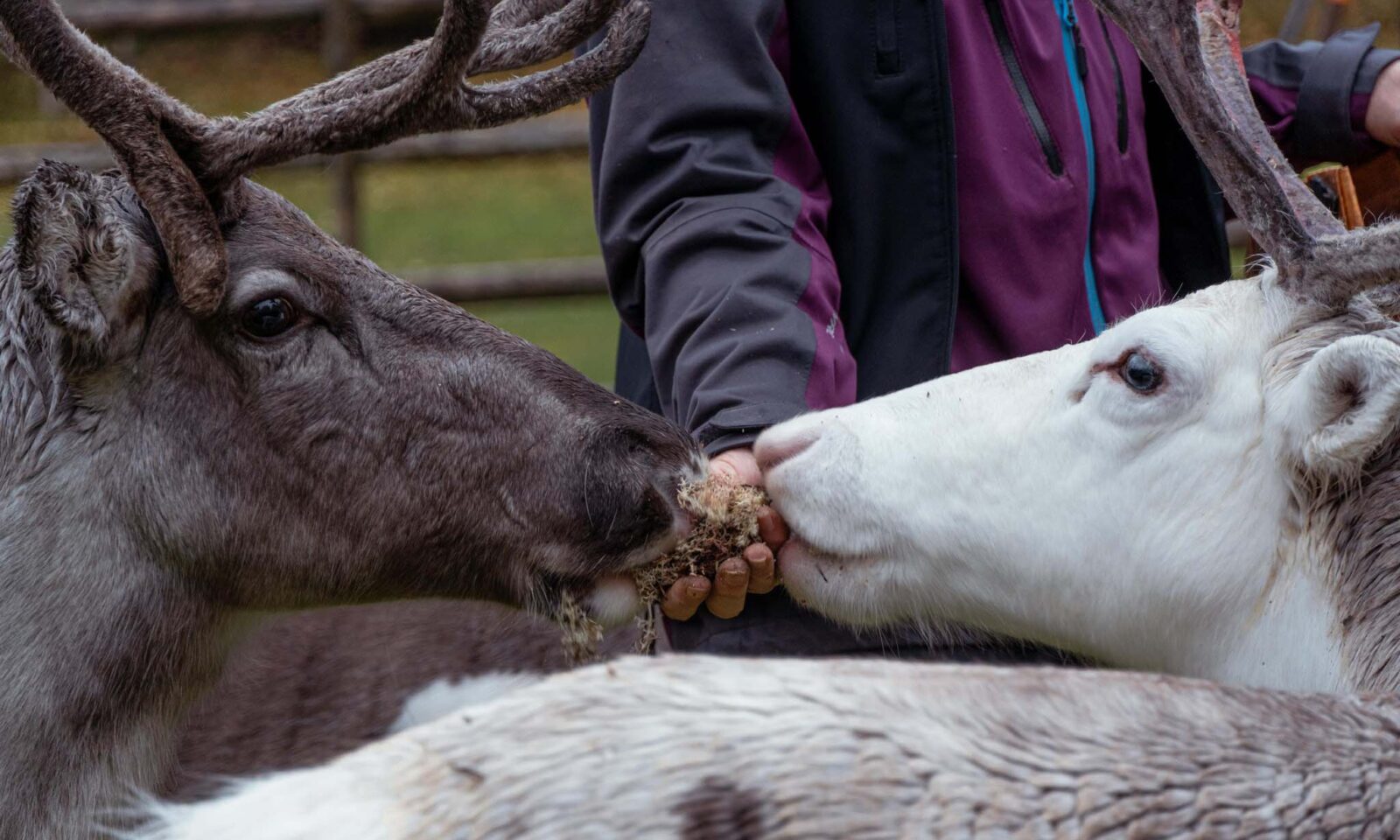 A person feeds two reindeer with lichen.